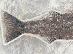 Mioplosus Fossil Fish - Wyoming #20836-3